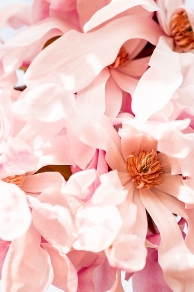 粉红色的花朵在微距镜头
